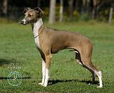 Italian Greyhound 9R031D-014